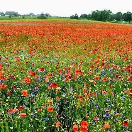 Wellness Chill Na Kaszubach,golubie ,saunowy Zakatek Z Balia Pod Gwiazdami *