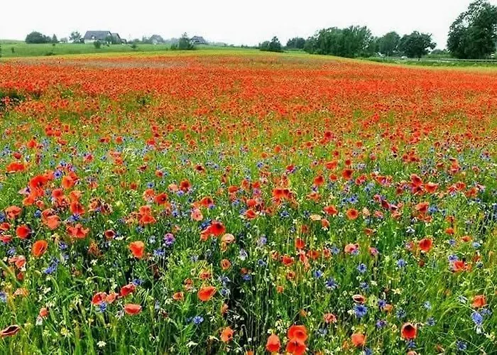 Wellness Chill Na Kaszubach,golubie ,saunowy Zakatek Z Balia Pod Gwiazdami *